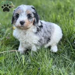 Peach, Mini Bernedoodle Puppy